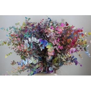 Euca Cinerea Picasso 200gr P Bunch