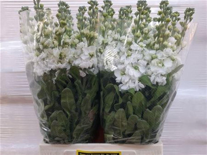 <h4>Matth Aida White</h4>