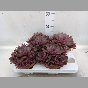 Succulents   ...