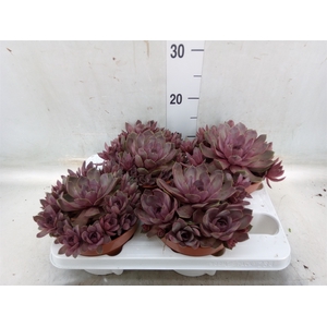 Succulents   ...