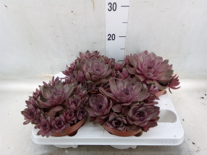 <h4>Succulents   ...</h4>
