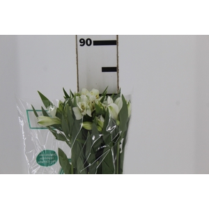 ALSTROEMERIA AKEMI 080 CM