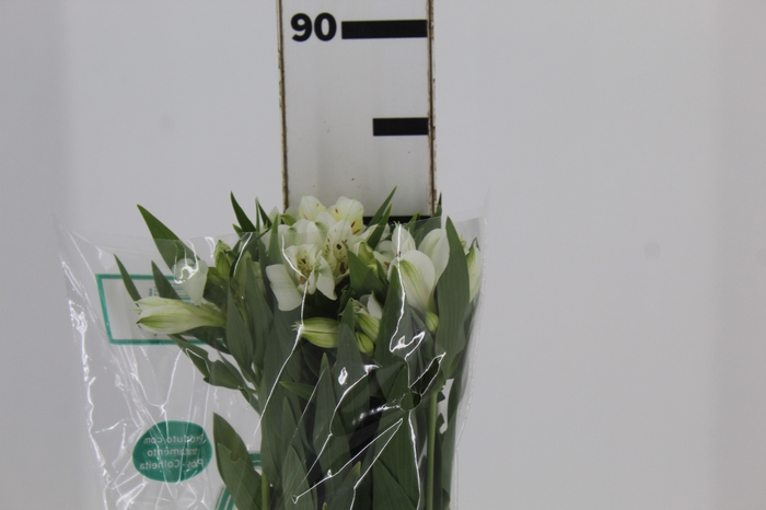 <h4>ALSTROEMERIA AKEMI 080 CM</h4>