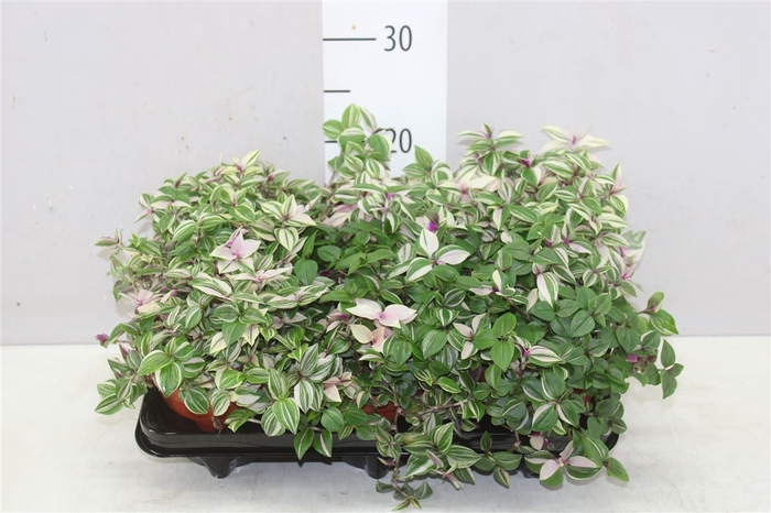 <h4>Tradescantia Fl Quadricolor</h4>