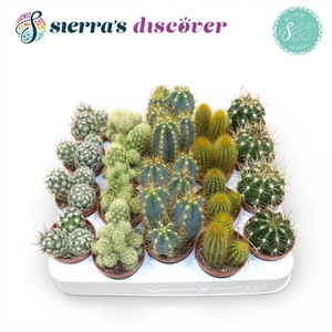 Discover® - Granada Cactus Mix (Prime)