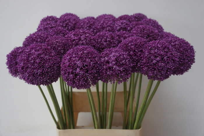 <h4>Allium Ambassador</h4>
