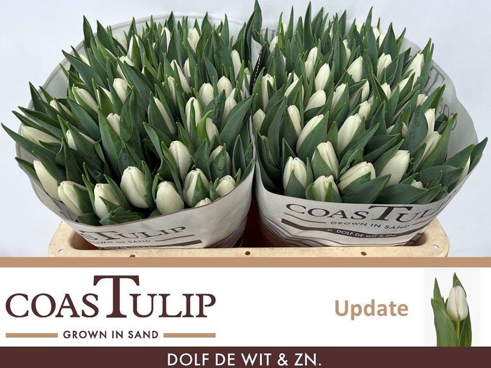 <h4>TU EN UPDATE</h4>