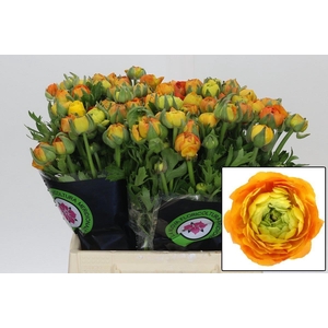 Ranunculus Elegance Orange