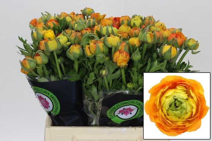 <h4>Ranunculus Elegance Orange</h4>