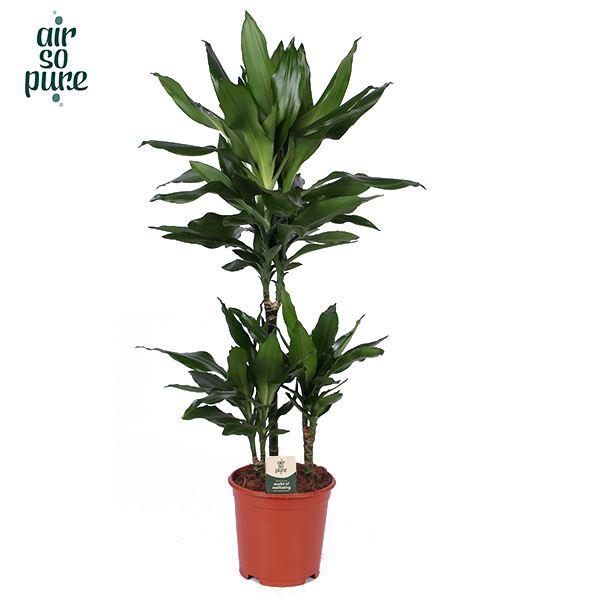 <h4>Dracaena fr de 'Janet Lind'</h4>