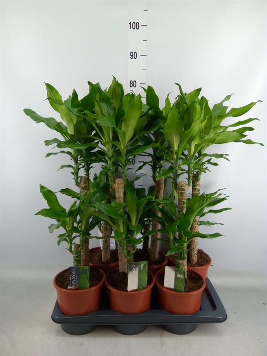 <h4>Dracaena frag. 'Steudneri'</h4>