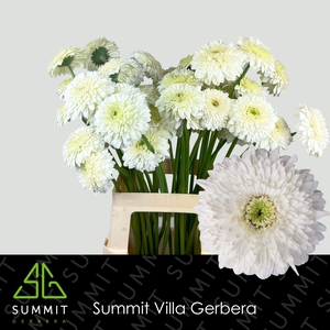Gerbera Pomponi Moon Kick Water X40 Lang