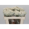 Ozothamnus Booming White