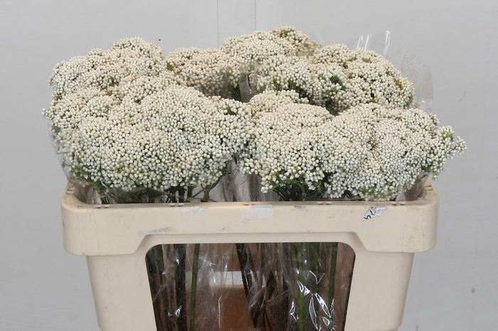 Ozothamnus Booming White