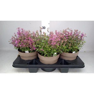 Agastache mexic.