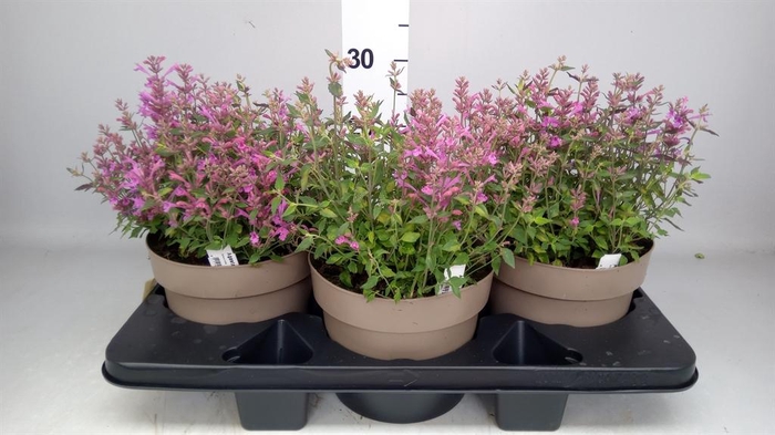 <h4>Agastache mexic.</h4>