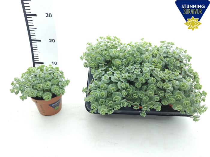 <h4>SEDUM SIEBOLDII</h4>