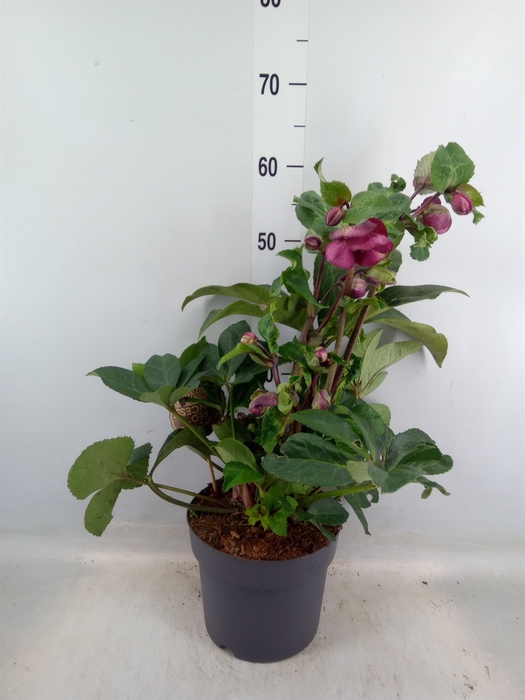 <h4>Helleborus x hybr. 'Red Princess'</h4>