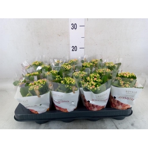 Kalanchoe blos. 'RosDon Alano'