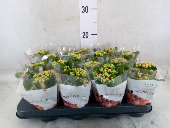 <h4>Kalanchoe blos. 'RosDon Alano'</h4>