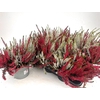 Calluna Garden Girls twin