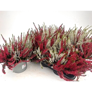 Calluna Garden Girls twin