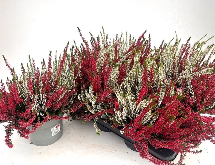 Calluna Garden Girls twin