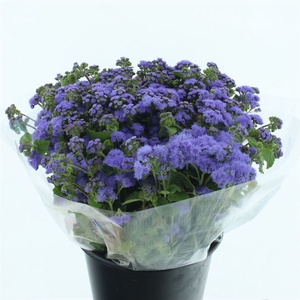 Ager H Blue Horizon