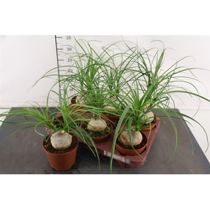 Beaucarnea 12 Cm. P. Recurvata 6 - 8 Cm. Knol