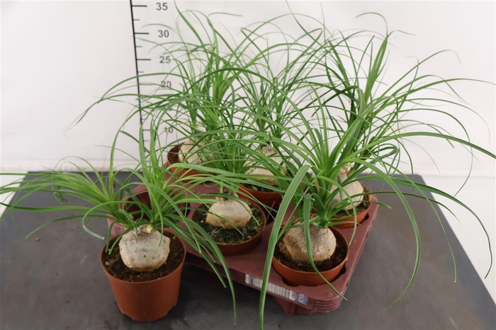 <h4>Beaucarnea 12 Cm. P. Recurvata 6 - 8 Cm. Knol</h4>