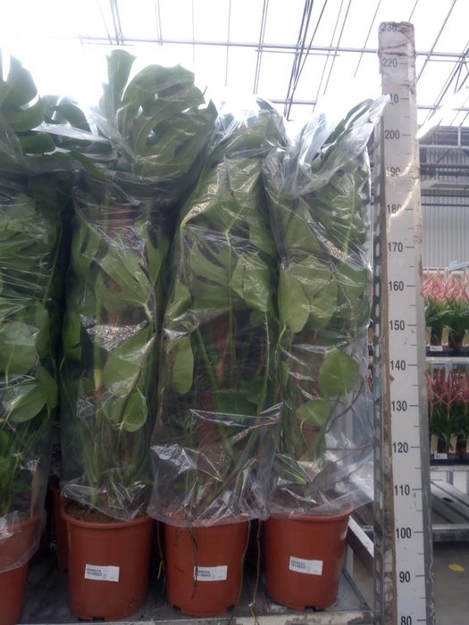 <h4>Monstera delic.</h4>