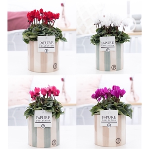 Cyclamen SS Picasso Mix Eline. PC