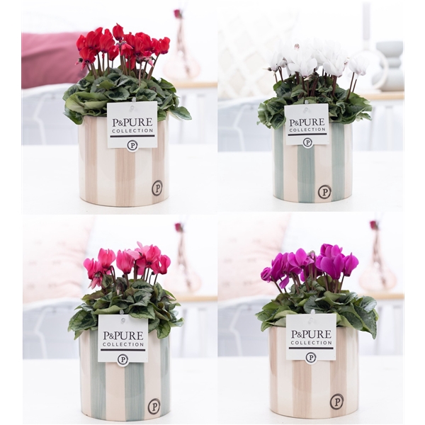<h4>Cyclamen SS Picasso Mix Eline. PC</h4>