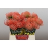 Nutans Ayoba Pink Guava