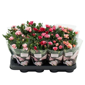 Nolina Roses Ø 7 cm. Special Mix