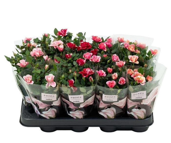 <h4>Nolina Roses Ø 7 cm. Special Mix</h4>