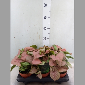 Syngonium podop.