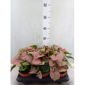 Syngonium podop.
