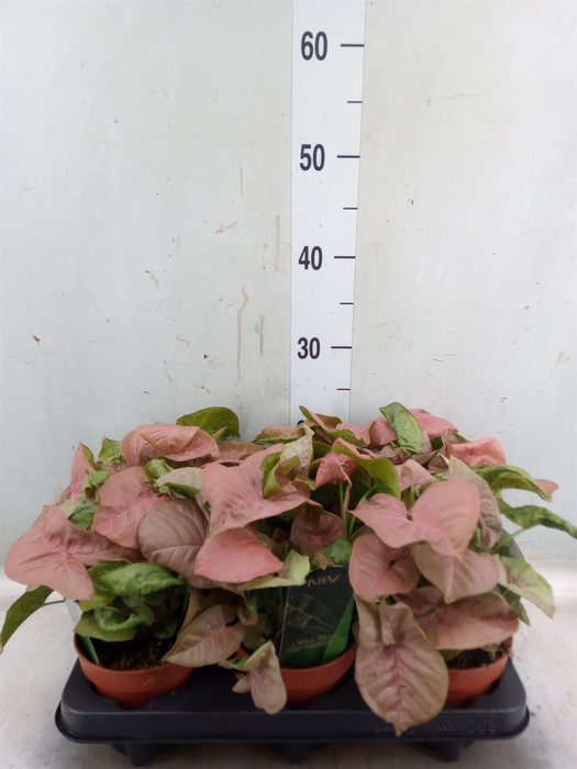 <h4>Syngonium podop.</h4>