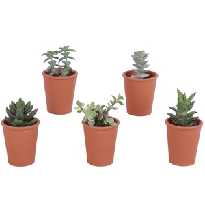 Succulent roodsteen vaas 5,5 cm