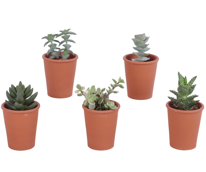 <h4>Succulent roodsteen vaas 5,5 cm</h4>