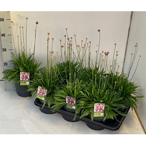 ARME PS BALLERIN RED