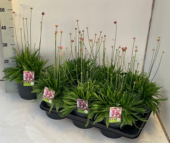 <h4>ARME PS BALLERIN RED</h4>