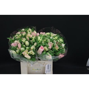 Anem Zwaar Lichtrose