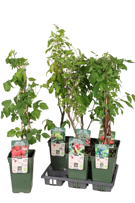 <h4>FRUITBOMEN OV</h4>