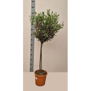 OLEA EUROPAEA
