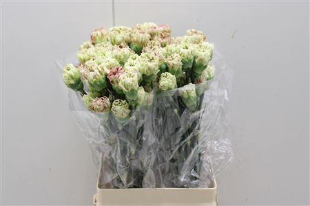 <h4>Di St Cover</h4>