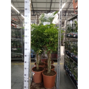 Schefflera arbor. 'Gold Capella'