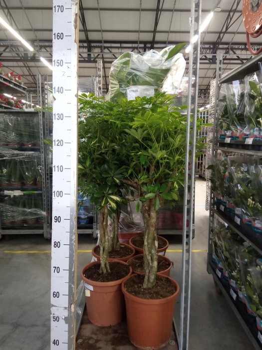 <h4>Schefflera arbor. 'Gold Capella'</h4>