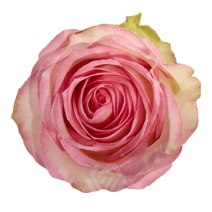 <h4>R GR ESPERANCE Tessa</h4>